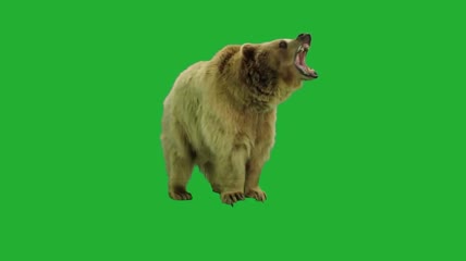 动物熊绿幕视频素材