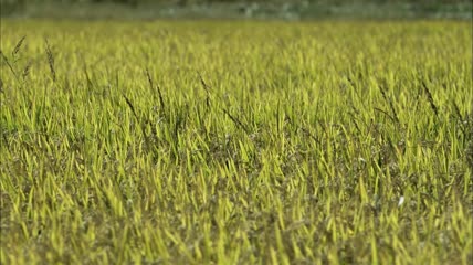 水稻 生长