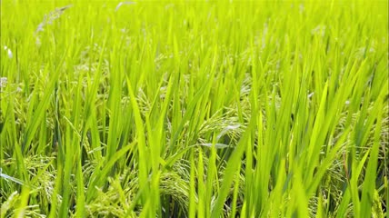 水稻开花时期
