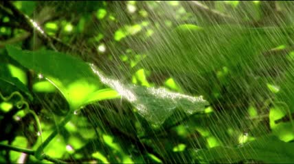 细雨中的绿叶 万丈霞光