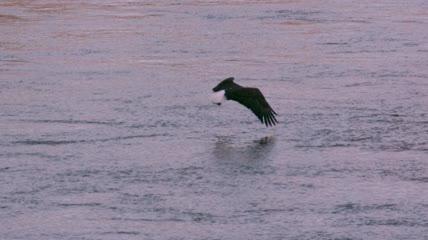 慢镜头 老鹰 飞翔在海面