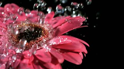 一组水的写意镜头  水珠 水滴落花朵 滴进水面 瀑布慢镜头 水柱喷溅