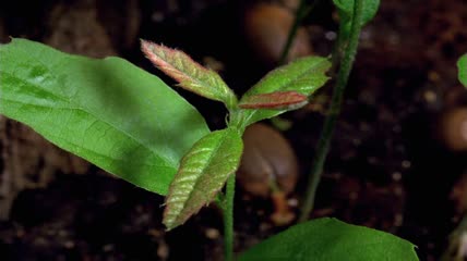 细枝植物绿叶舒展生长延时实拍