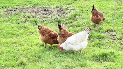 农家养鸡视频素材