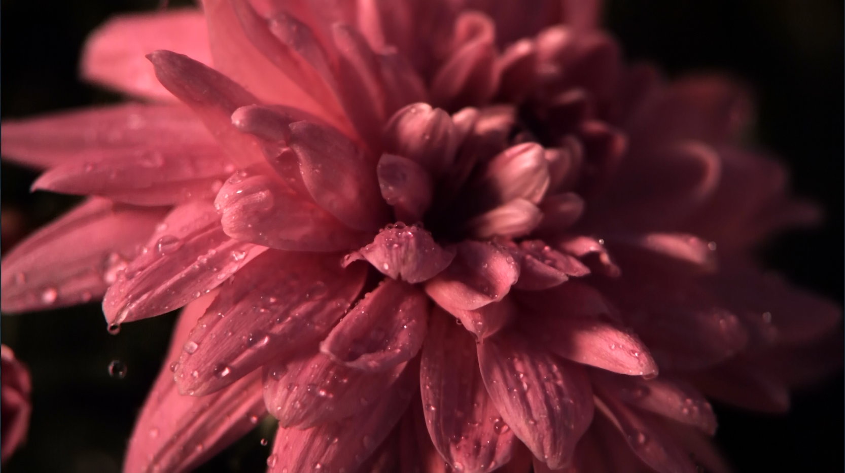 水滴在花瓣上
