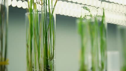 杂交水稻实验室种苗生根发芽育种研究员农业科研实验
