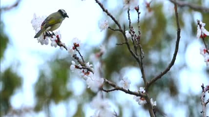 春天粉红桃花盛开枝头小鸟实拍