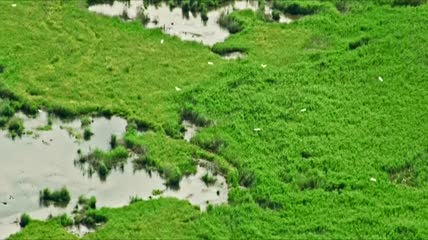 湿地河流飞鸟鸟类繁衍飞行航拍