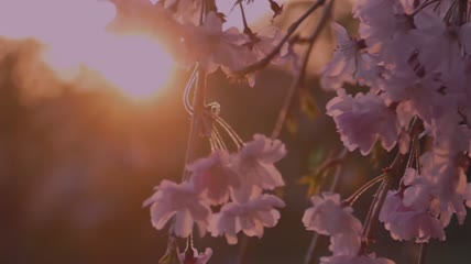 日本樱花夜景4K视频素材