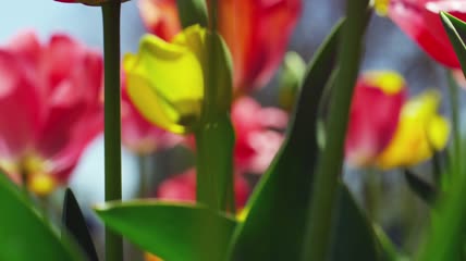 百花争艳4K超清演示素材