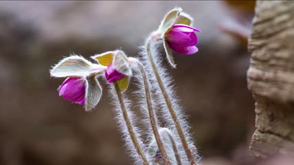 春季各种花朵开花延时摄影4K