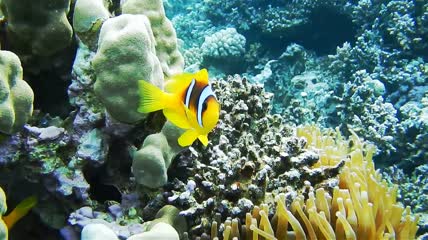 美丽的海底漫游潜水宣传