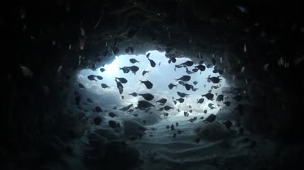 美丽的海底世界宣传视频