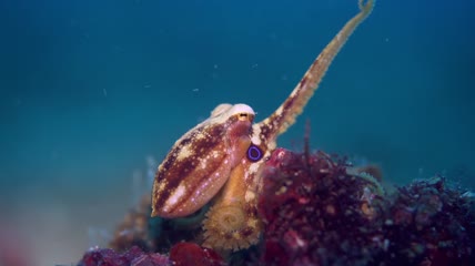 海洋世界宣传视频