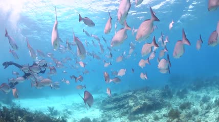 美丽的鱼群海洋世界