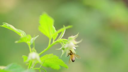 蜜蜂采蜜酿蜜高清视频非编素材
