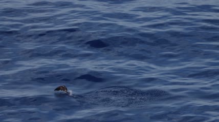环太平洋豪华游轮大海风光