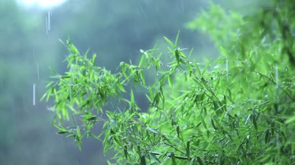 唯美大气竹子竹海视频