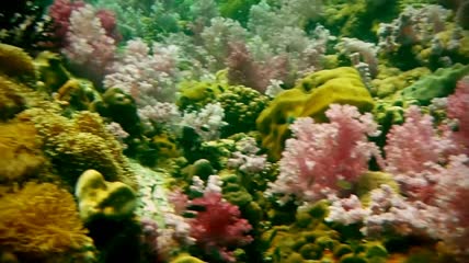 高清实拍海底世界视频素材1