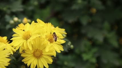 公园菊花蜜蜂采蜜实拍视频素材