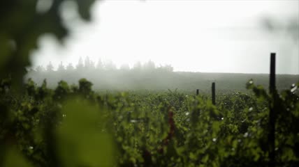 葡萄庄园葡萄架葡萄酒实拍视频素材