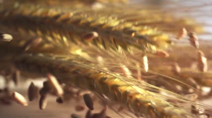 美味的中国特色香料八角等高清特写