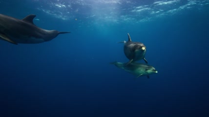 海豚世界唯美拍摄