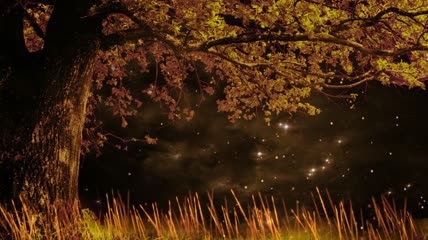 唯美夜晚树下星光萤火虫背景视频