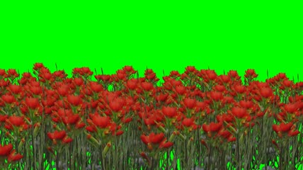 红色花卉花海绿屏抠像素材
