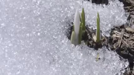 冬季春天绝美自然风光秀实拍视频