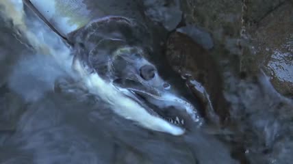 河水中的死鱼实拍视频