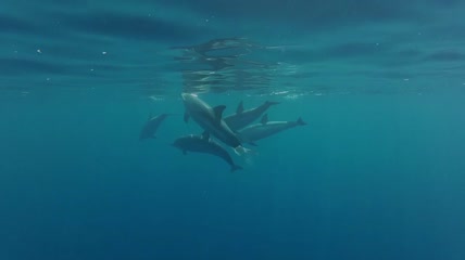 可爱海豚游泳潜水