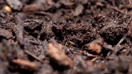 破土而出茁壮成长生命种子发芽植物生长延时拍摄重生开场片头【精品】