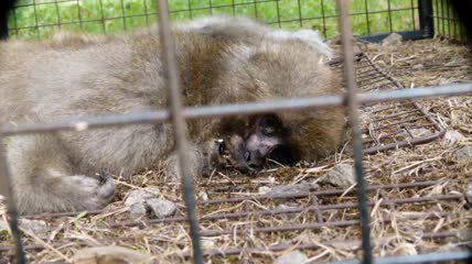 死去的动物日本猴头部腐败变质生物分解