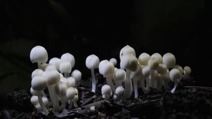 野生食用菌类蘑菇生长延时拍摄