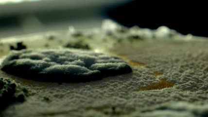 真菌细菌腐败变质发霉菌丝