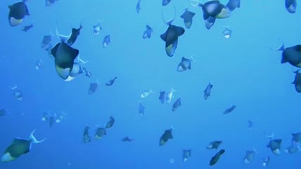 海底世界鱼类实拍