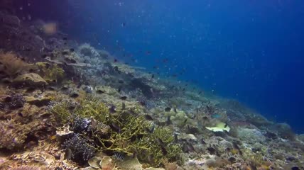 海底鱼群珊瑚海景海底世界2