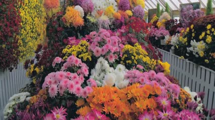菊花各式各样颜色展览赏菊