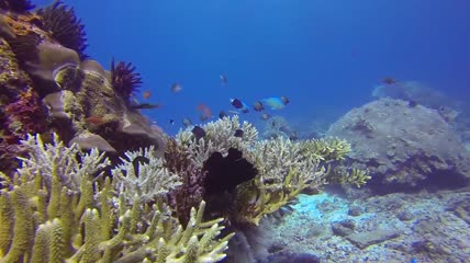 印度尼西亚鲨鱼海龟潜水水下探索