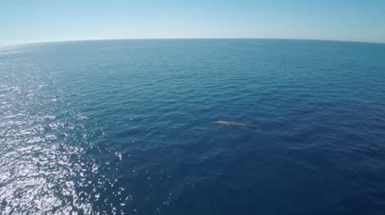 绿色海洋游动的鲸鱼群