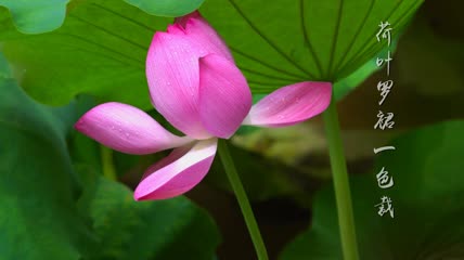 爱莲说莲花荷花4K视频素材
