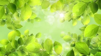 3月12植树节活动开场片头AE模板(CC2017)