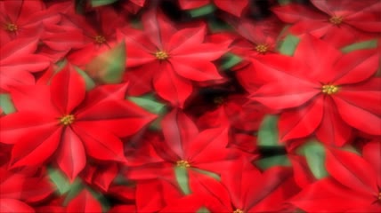 红色花瓣动态视频素材