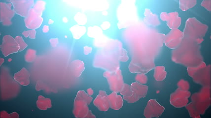 婚礼预告片片头浪漫红色玫瑰花掉落动态视频素材
