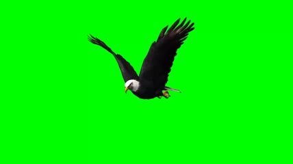 老鹰飞翔绿屏抠像视频素材