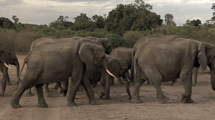 象群迁徙实拍视频