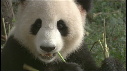 憨厚老实的熊猫爬树吃竹子动画