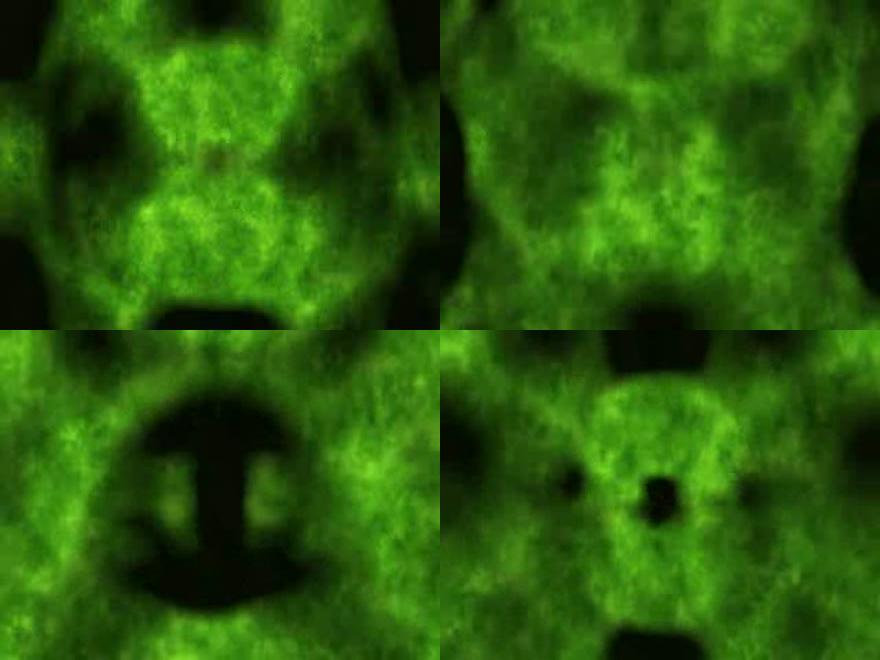 荧光绿星光粒子素材-详情图
