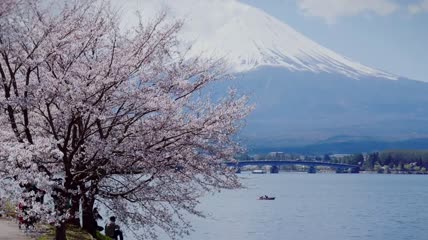 富士山河口湖樱花